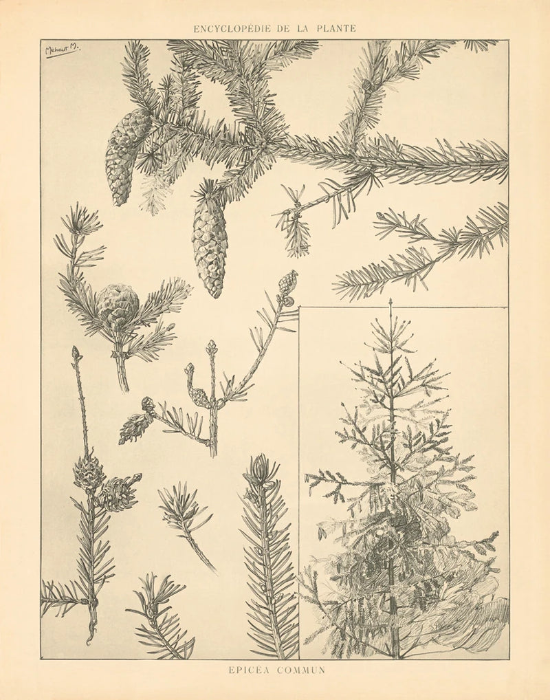 Vintage Tree Sketches I by Wild Apple Portfolio