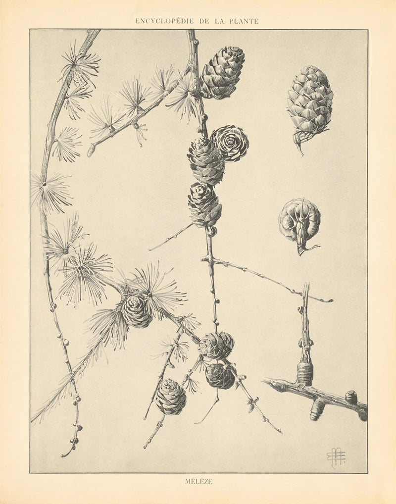 Vintage Tree Sketches II by Wild Apple Portfolio