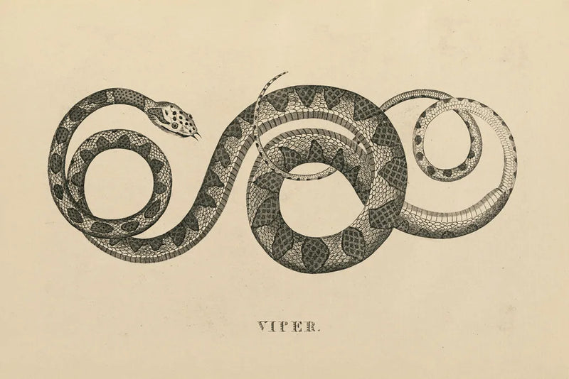 Vintage Viper by Wild Apple Portfolio. SKU 49041i. Archival Giclee Fine art print for wall decor.