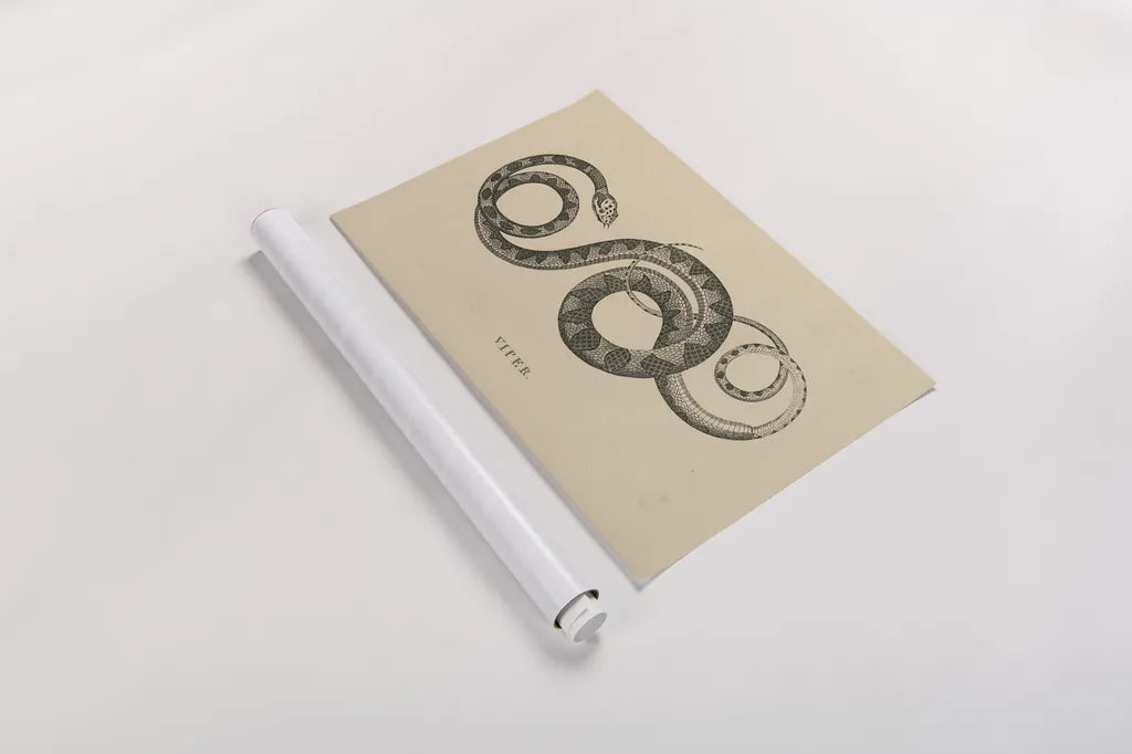 Vintage Viper by Wild Apple Portfolio. shown as a rolled paper print. Available as archival giclee rolled canvas, fine art paper, or poster print. SKU 49041i.