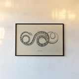 Vintage Viper by Wild Apple Portfolio. shown as a paper print in a black flame. Available as a archival giclee rolled canvas, fine art paper, or poster print. SKU 49041i.