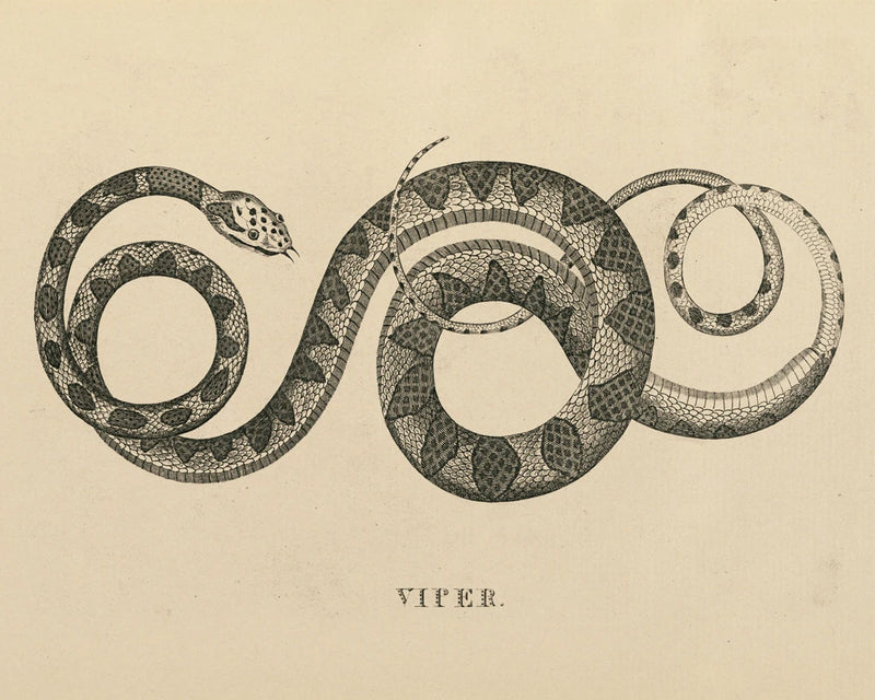 Vintage Viper Crop by Wild Apple Portfolio