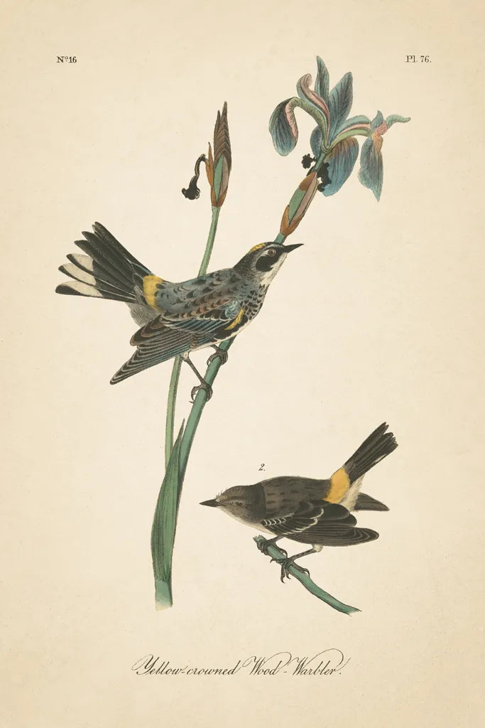 Vintage Warbler I by Wild Apple Portfolio. SKU 89569h. Archival Giclee Fine art print for wall decor.