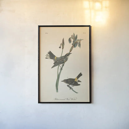 Vintage Warbler I by Wild Apple Portfolio. shown as a paper print in a black flame. Available as a archival giclee rolled canvas, fine art paper, or poster print. SKU 89569h.