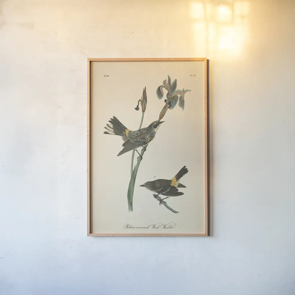 Vintage Warbler I by Wild Apple Portfolio. shown as a paper print in a natural frame. Available as a archival giclee rolled canvas, fine art paper, or poster print. SKU 89569h.