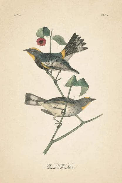 Vintage Warbler II by Wild Apple Portfolio. SKU 89570h. Archival Giclee Fine art print for wall decor.