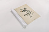 Vintage Warbler II by Wild Apple Portfolio. shown as a rolled paper print. Available as archival giclee rolled canvas, fine art paper, or poster print. SKU 89570h.