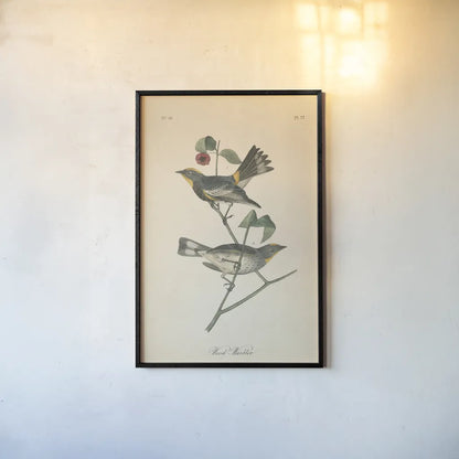 Vintage Warbler II by Wild Apple Portfolio. shown as a paper print in a black flame. Available as a archival giclee rolled canvas, fine art paper, or poster print. SKU 89570h.