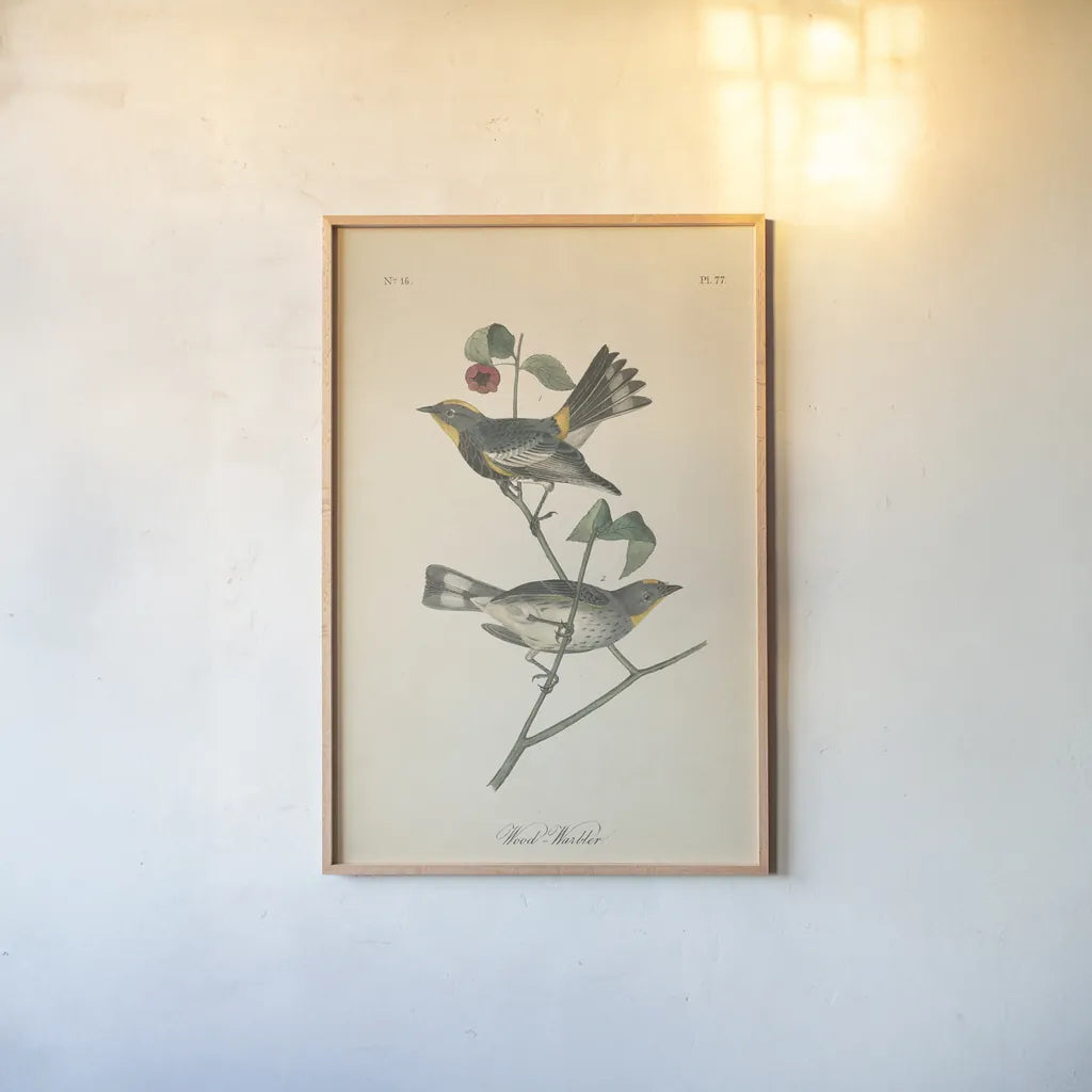 Vintage Warbler II by Wild Apple Portfolio. shown as a paper print in a natural frame. Available as a archival giclee rolled canvas, fine art paper, or poster print. SKU 89570h.