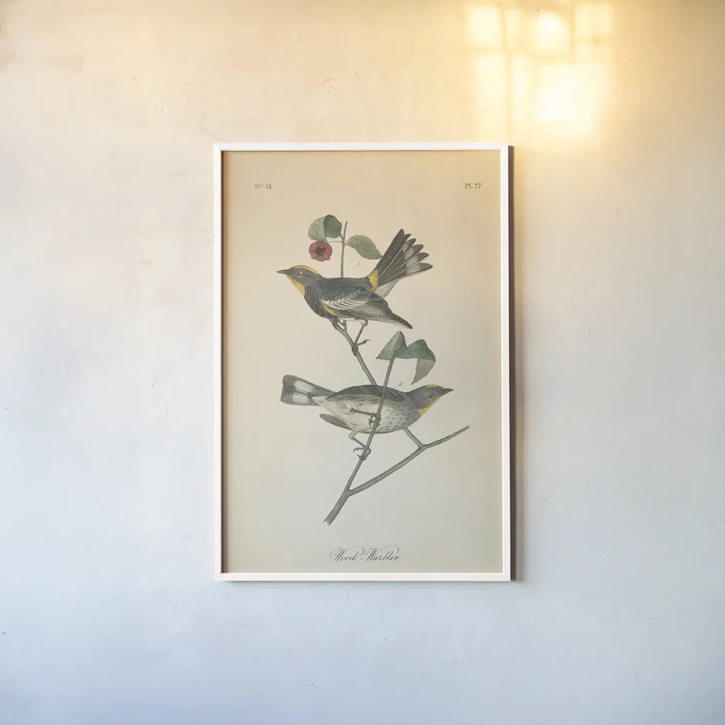Vintage Warbler II by Wild Apple Portfolio. shown as a paper print in a white frame. Available as a archival giclee rolled canvas, fine art paper, or poster print. SKU 89570h.
