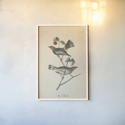 Vintage Warbler II by Wild Apple Portfolio. shown as a paper print in a white frame. Available as a archival giclee rolled canvas, fine art paper, or poster print. SKU 89570h.