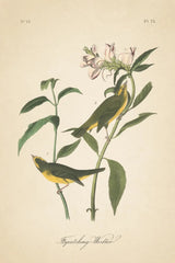 Vintage Warbler III by Wild Apple Portfolio. SKU 89571h. Archival Giclee Fine art print for wall decor.
