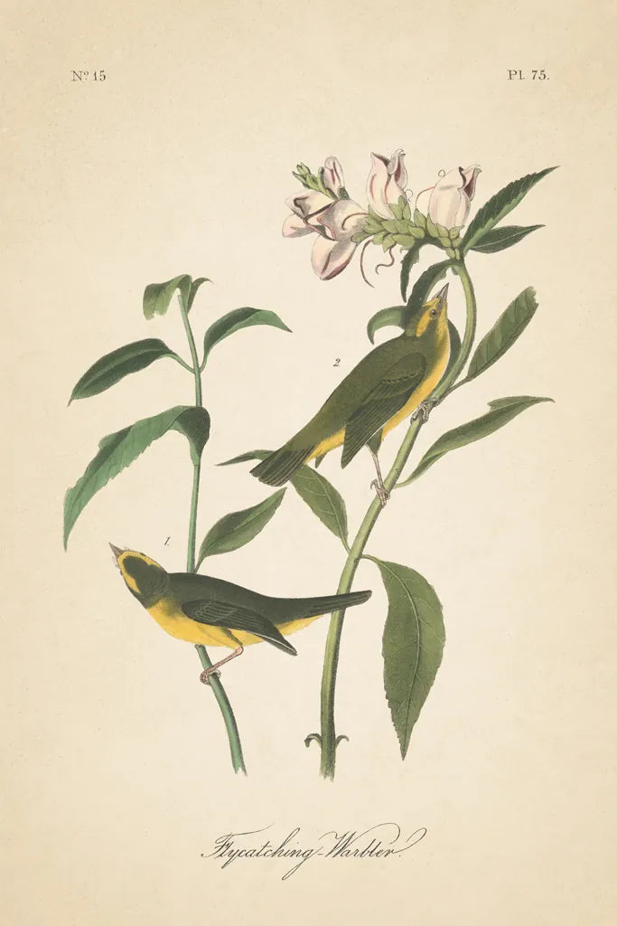 Vintage Warbler III by Wild Apple Portfolio. SKU 89571h. Archival Giclee Fine art print for wall decor.