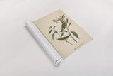 Vintage Warbler III by Wild Apple Portfolio. shown as a rolled paper print. Available as archival giclee rolled canvas, fine art paper, or poster print. SKU 89571h.