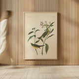 Vintage Warbler III by Wild Apple Portfolio. shown as over sized large wall art. Available as an archival giclee rolled canvas, fine art paper, or poster print. SKU 89571h.