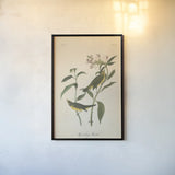 Vintage Warbler III by Wild Apple Portfolio. shown as a paper print in a black flame. Available as a archival giclee rolled canvas, fine art paper, or poster print. SKU 89571h.