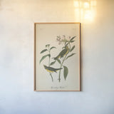 Vintage Warbler III by Wild Apple Portfolio. shown as a paper print in a natural frame. Available as a archival giclee rolled canvas, fine art paper, or poster print. SKU 89571h.