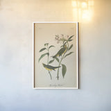 Vintage Warbler III by Wild Apple Portfolio. shown as a paper print in a white frame. Available as a archival giclee rolled canvas, fine art paper, or poster print. SKU 89571h.
