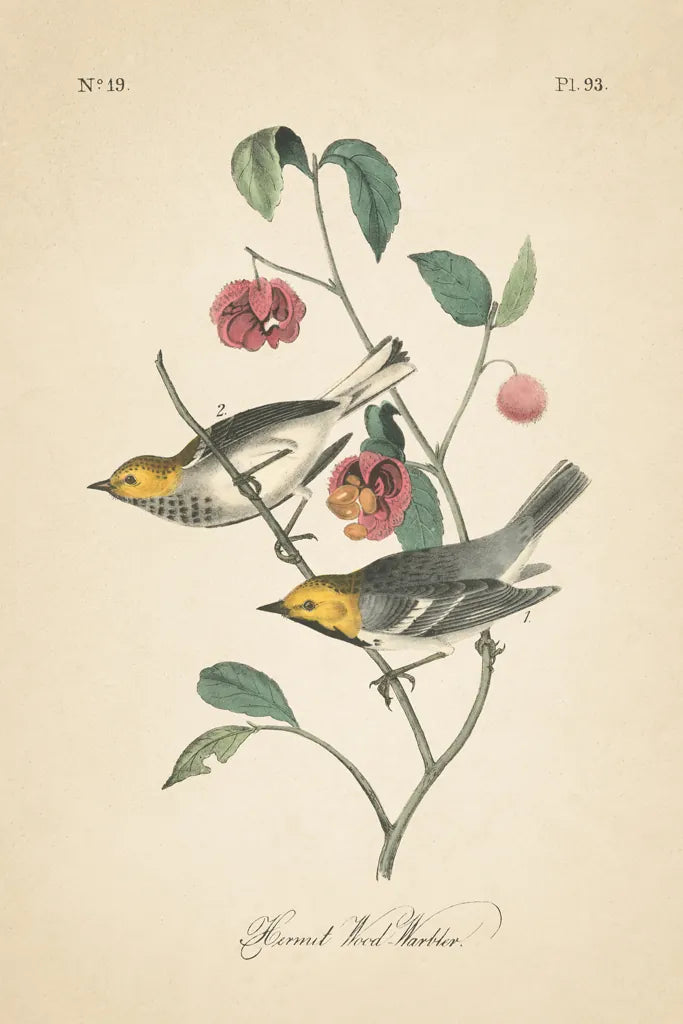 Vintage Warbler IV by Wild Apple Portfolio. SKU 89572h. Archival Giclee Fine art print for wall decor.