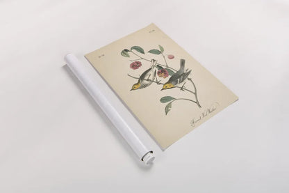 Vintage Warbler IV by Wild Apple Portfolio. shown as a rolled paper print. Available as archival giclee rolled canvas, fine art paper, or poster print. SKU 89572h.