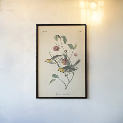 Vintage Warbler IV by Wild Apple Portfolio. shown as a paper print in a black flame. Available as a archival giclee rolled canvas, fine art paper, or poster print. SKU 89572h.