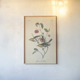 Vintage Warbler IV by Wild Apple Portfolio. shown as a paper print in a natural frame. Available as a archival giclee rolled canvas, fine art paper, or poster print. SKU 89572h.