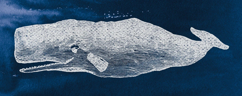 Whale on Blue by Wild Apple Portfolio