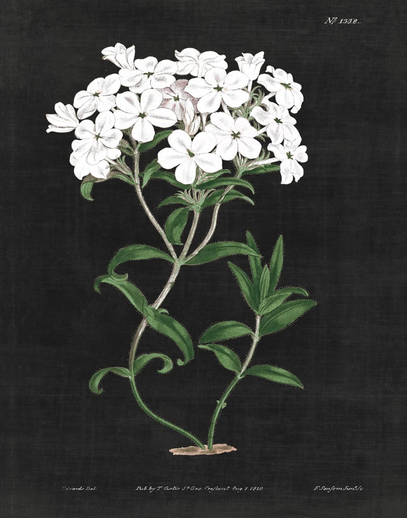 White Botanical on Black Chart VI by Wild Apple Portfolio