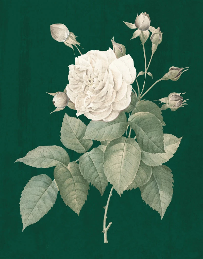 White Roses on Green I by Wild Apple Portfolio