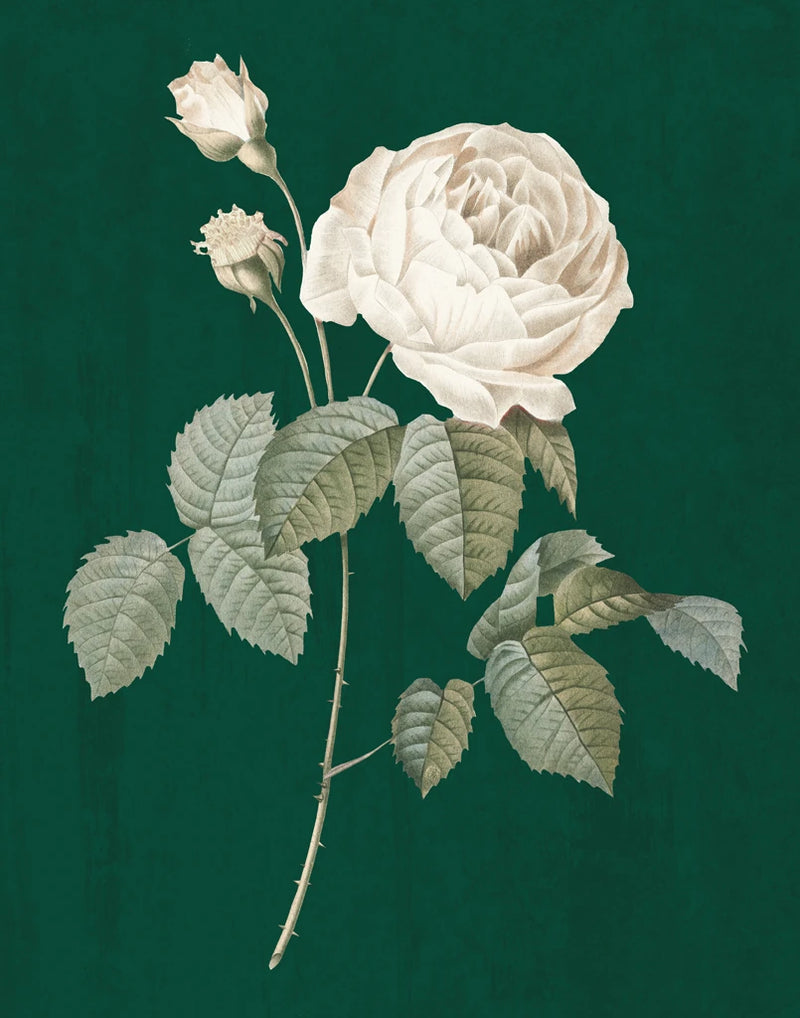 White Roses on Green II by Wild Apple Portfolio