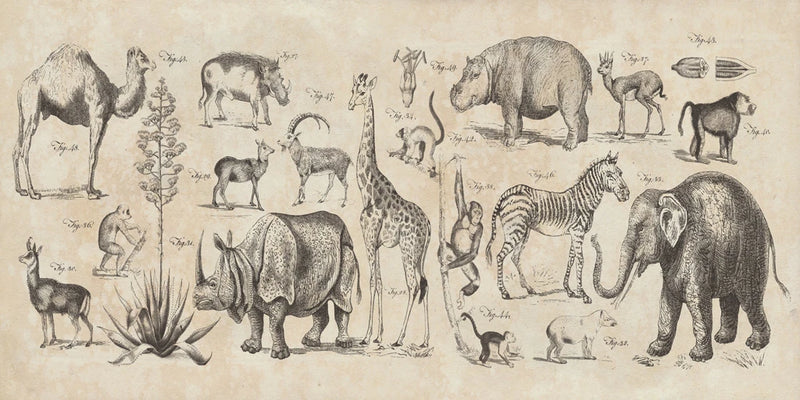 Wild Africa v2 by Wild Apple Portfolio