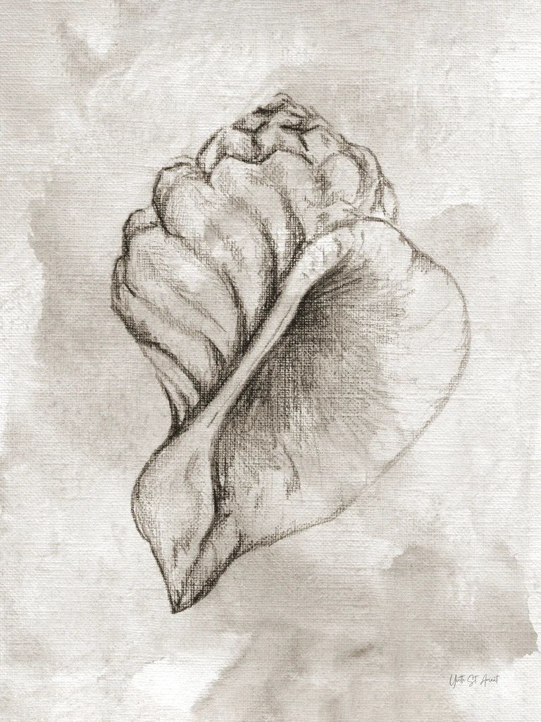 Lightning Whelk by Yvette St. Amant