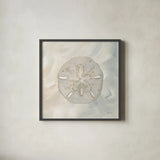 Sandollar I by Yvette St. Amant. Shown in a sleek black glass frame for a contemporary gallery look. Available as an archival giclee rolled canvas, fine art paper, or poster print. SKU 88517a.