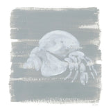 Soft Sea Hermit Crab by Yvette St. Amant. SKU 89998a. Archival Giclee Fine art print for wall decor.