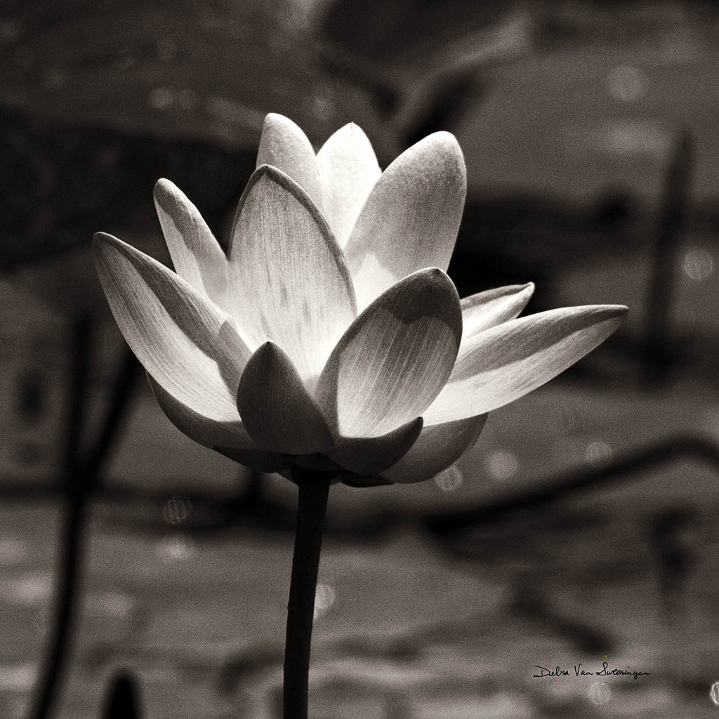 Lotus Flower VII Sq