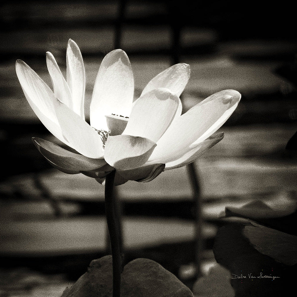 Lotus Flower VIII Sq