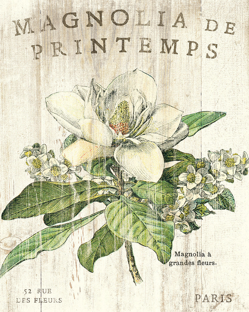 Reproduction of Magnolia de Printemps by Sue Schlabach - Wall Decor Art