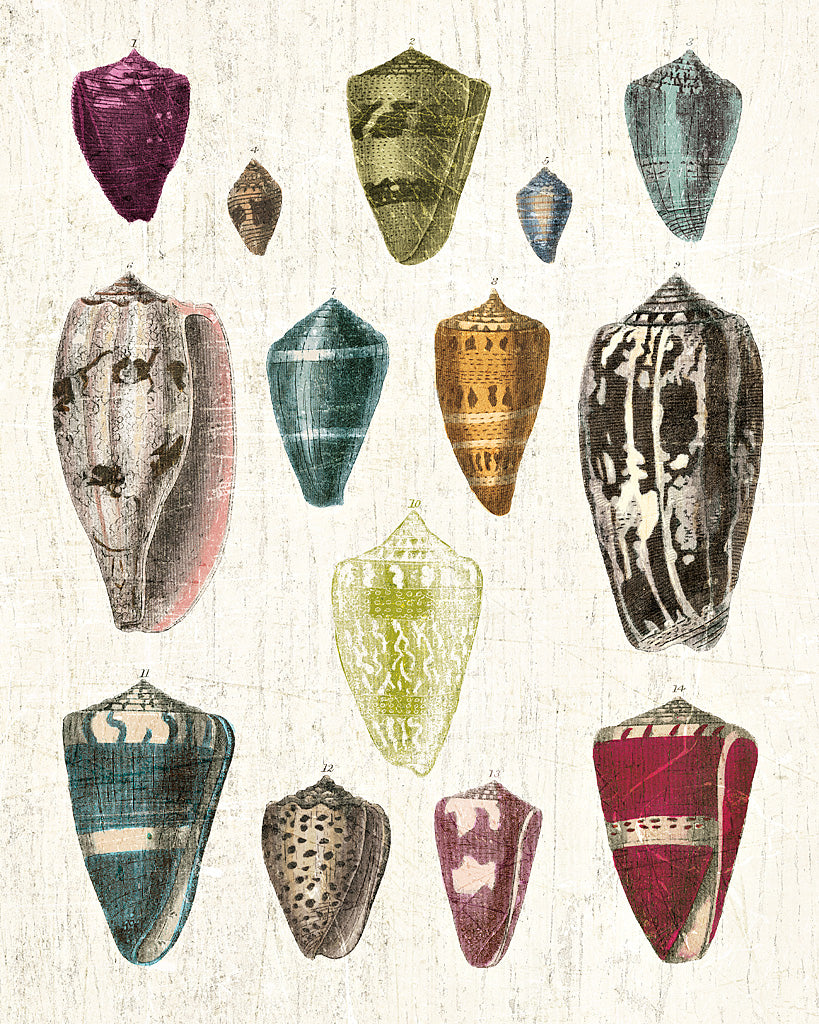 Reproduction of Colorful Shell Assortment I by Wild Apple Portfolio - Wall Decor Art