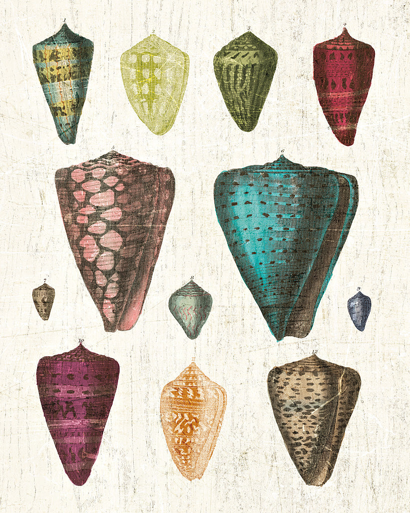 Reproduction of Colorful Shell Assortment II by Wild Apple Portfolio - Wall Decor Art