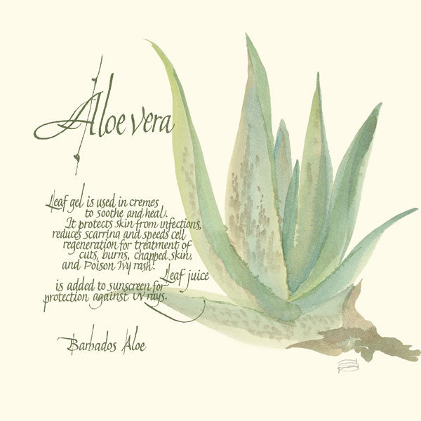 Reproduction of Aloe Vera by Chris Paschke - Wall Decor Art