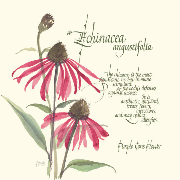 Reproduction of Echinacea by Chris Paschke - Wall Decor Art
