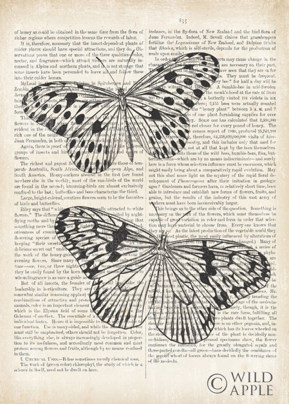 Reproduction of Vintage Butterflies on Newsprint by Wild Apple Portfolio - Wall Decor Art