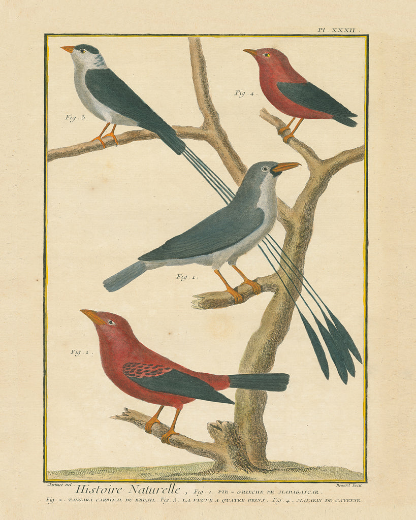 Reproduction of Bird Drawing III Crop by Wild Apple Portfolio - Wall Decor Art