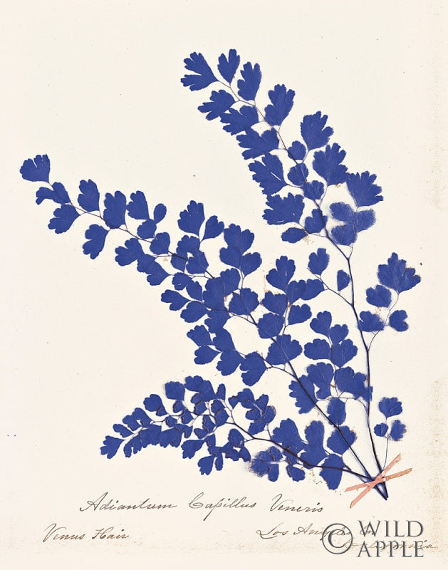 Reproduction of Botanical Fern III Blue by Wild Apple Portfolio - Wall Decor Art