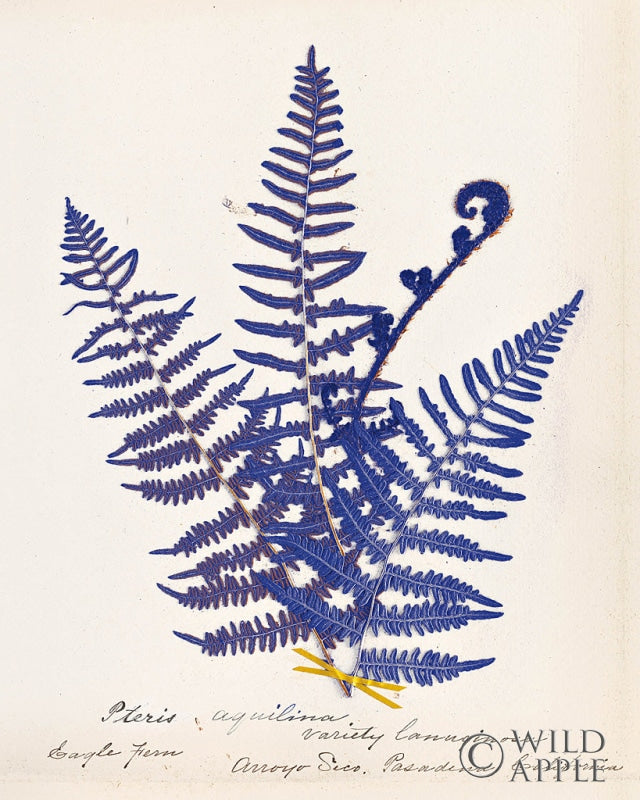 Botanical Fern IV Blue