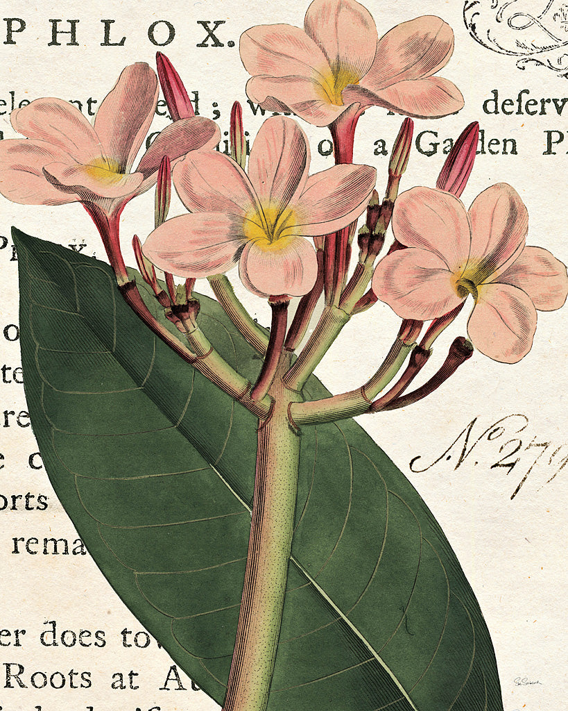 Pink Phlox Botany