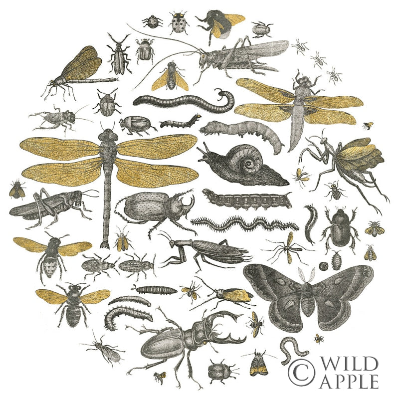 Reproduction of Insect Circle I by Wild Apple Portfolio - Wall Decor Art