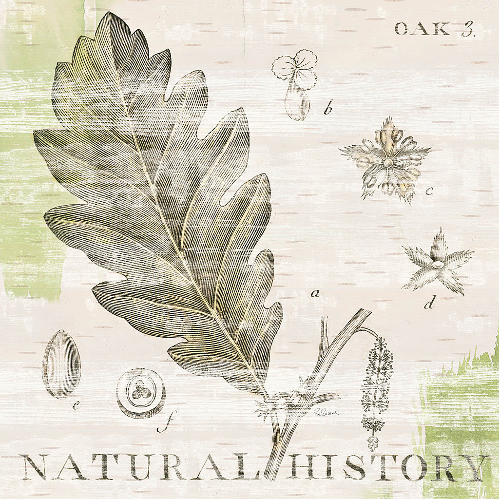 Reproduction of Natural History Oak III by Sue Schlabach - Wall Decor Art