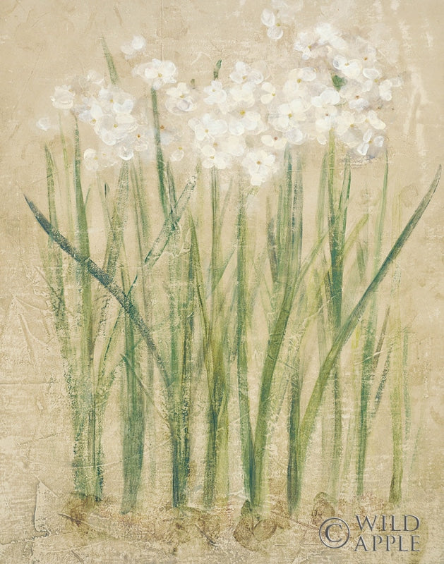 Reproduction of Narcissus Cool by Cheri Blum - Wall Decor Art