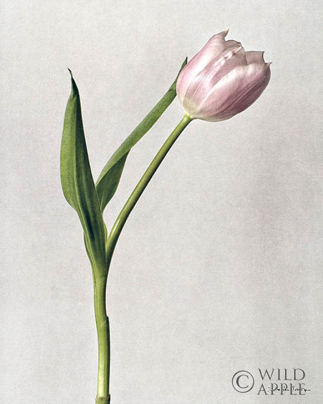 Reproduction of Light Tulips II Crop by Debra Van Swearingen - Wall Decor Art
